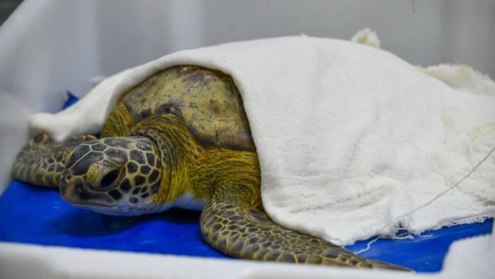 Tartaruga-verde é resgatada em Rio das Ostras